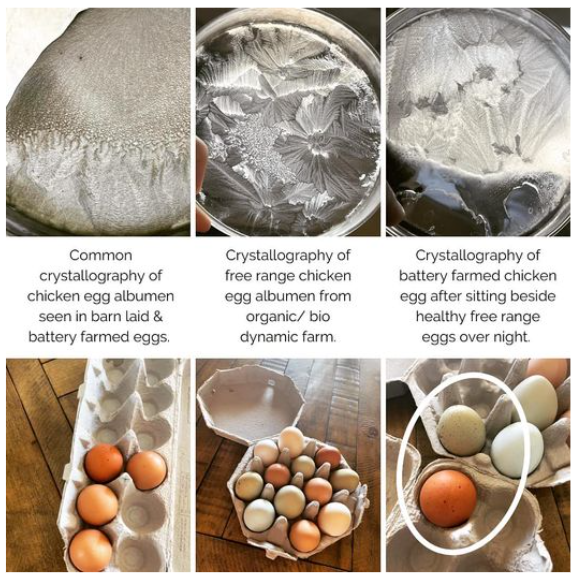 Egg Albumin Crystallography